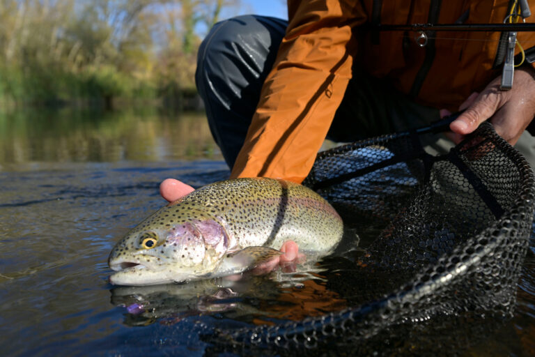 capture of a rainbow trout by a fly fisherman in autumn