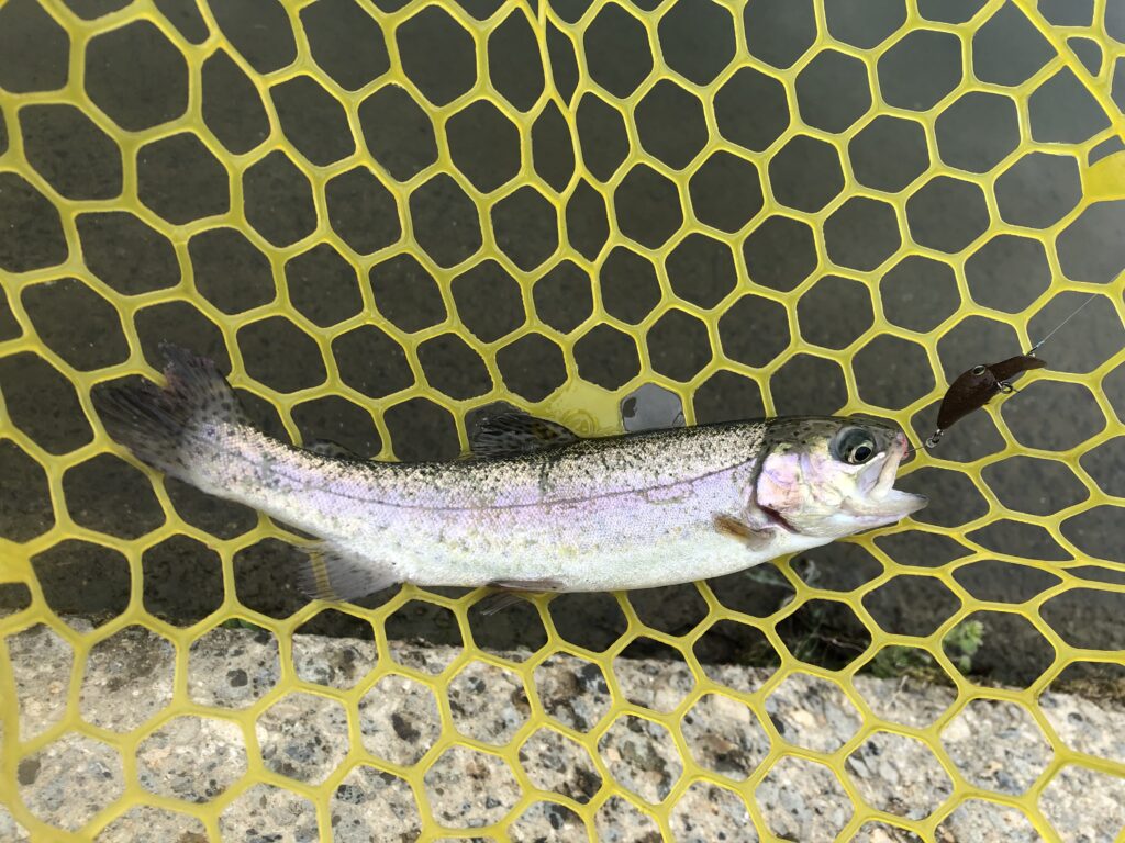北方マス釣り場で釣れた魚
