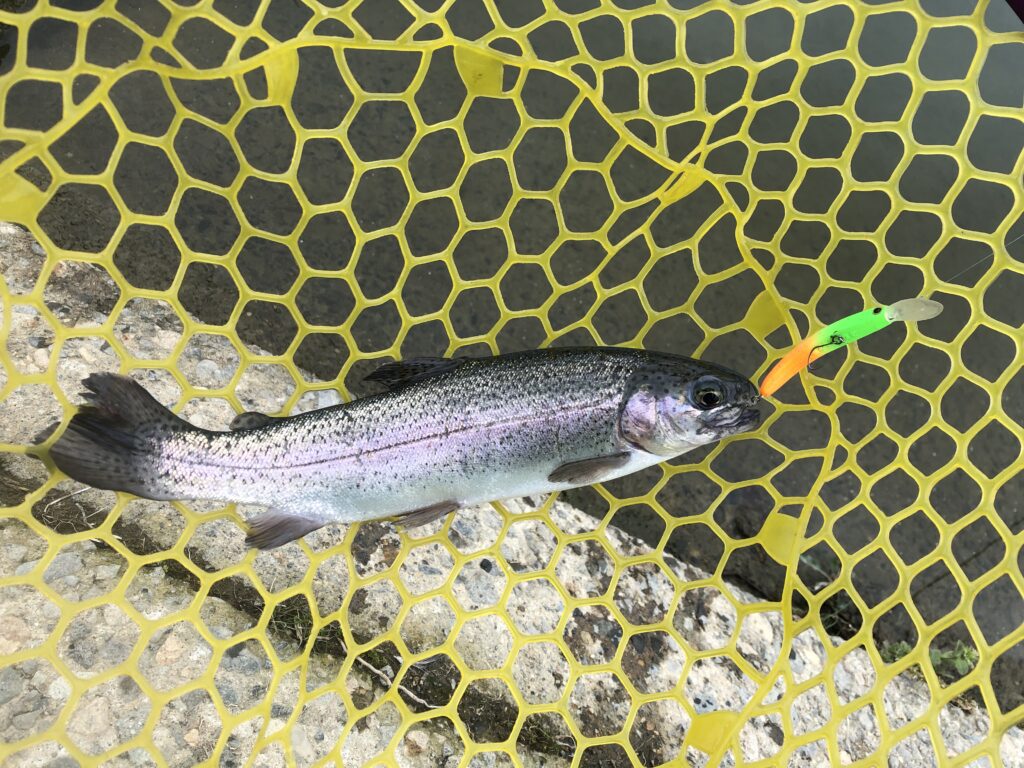 北方マス釣り場のニジマス
